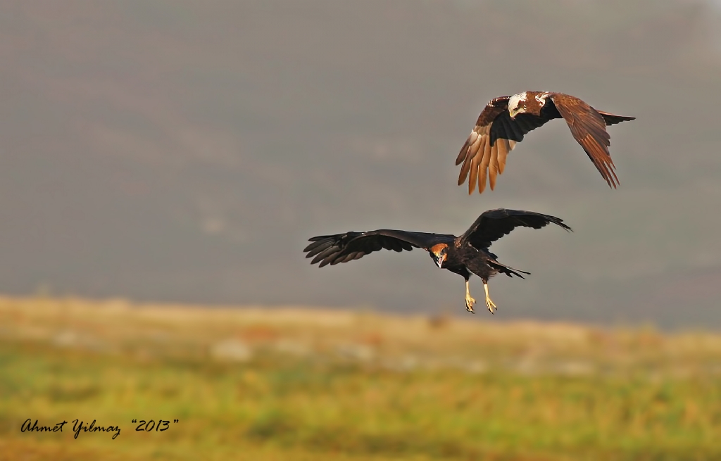 DEL�CE �T DALA�I