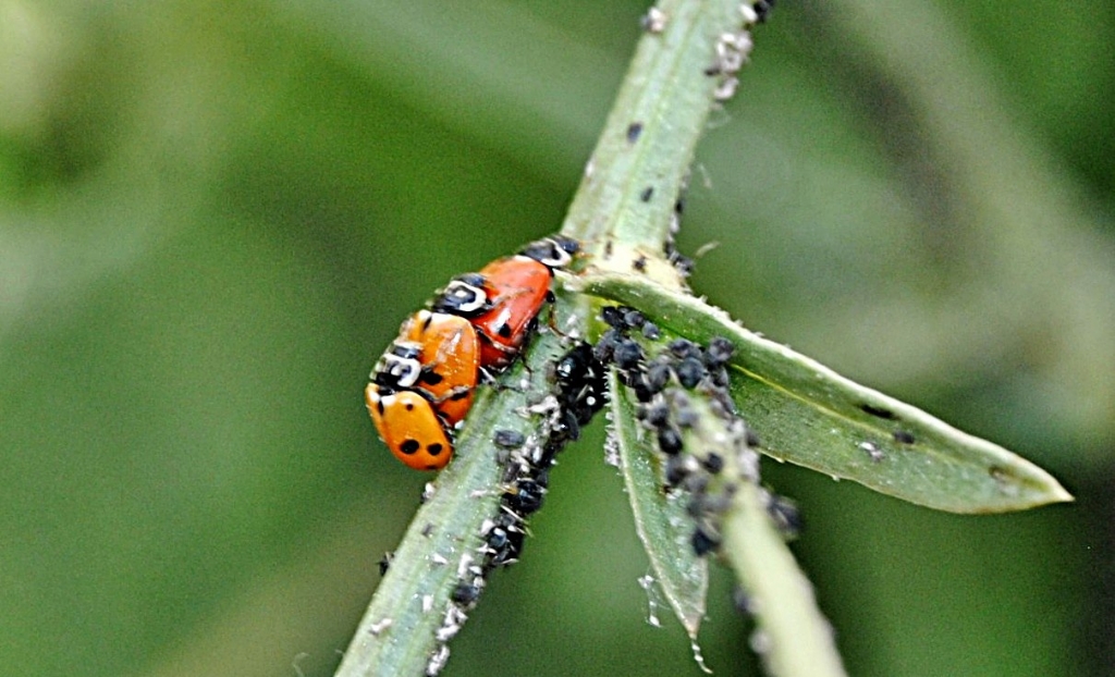 beyler arkayi dortleyelim :)