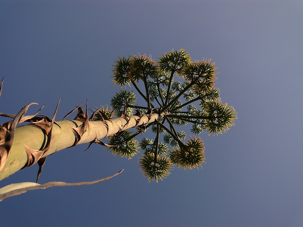 Agave americana