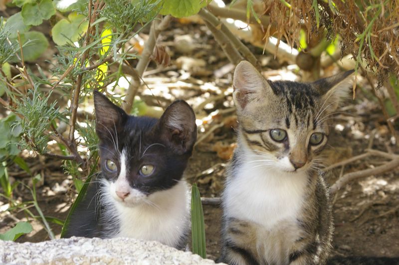 k���k cing�zler...