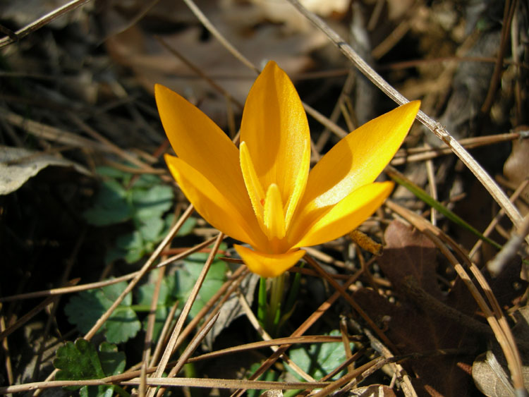 Crocus flavus subsp. flavus