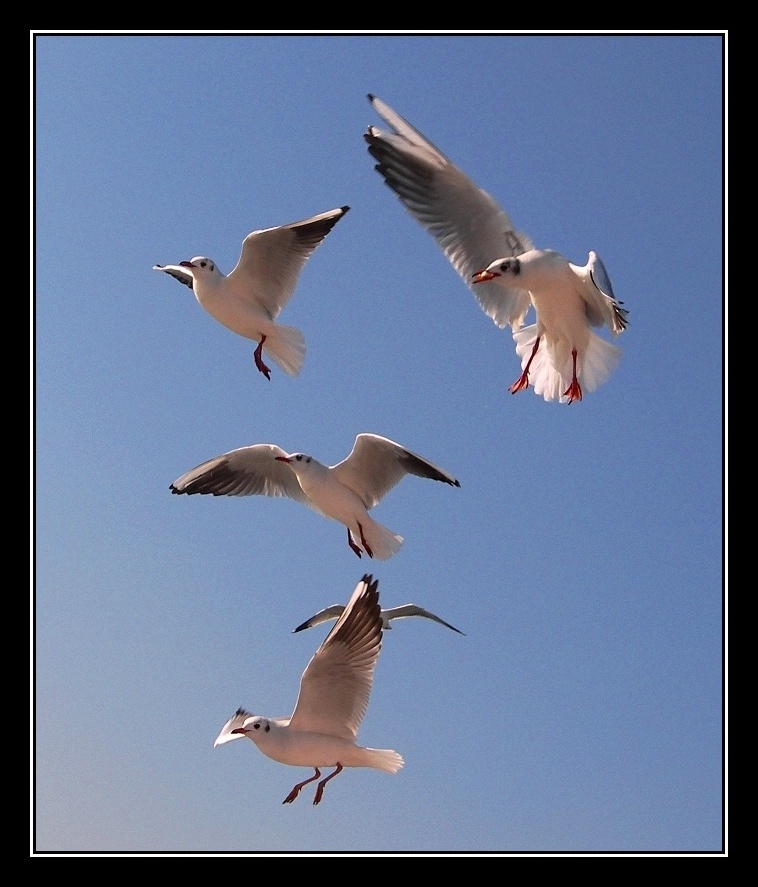 Mart�lar�n Beslenme Saati