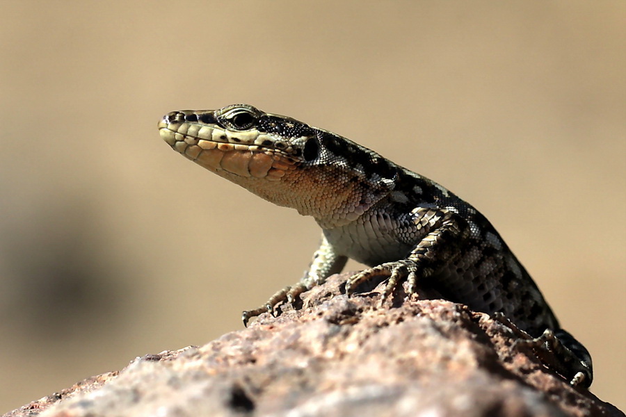 Anadolu Kaya Kertenkelesi (Anatololacerta anatolic