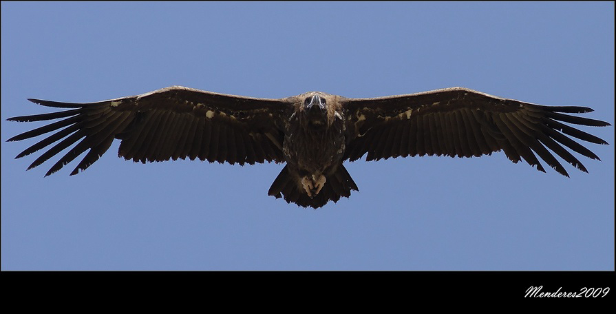 Kara akbaba Cinereous vulture / Aegypius monachus