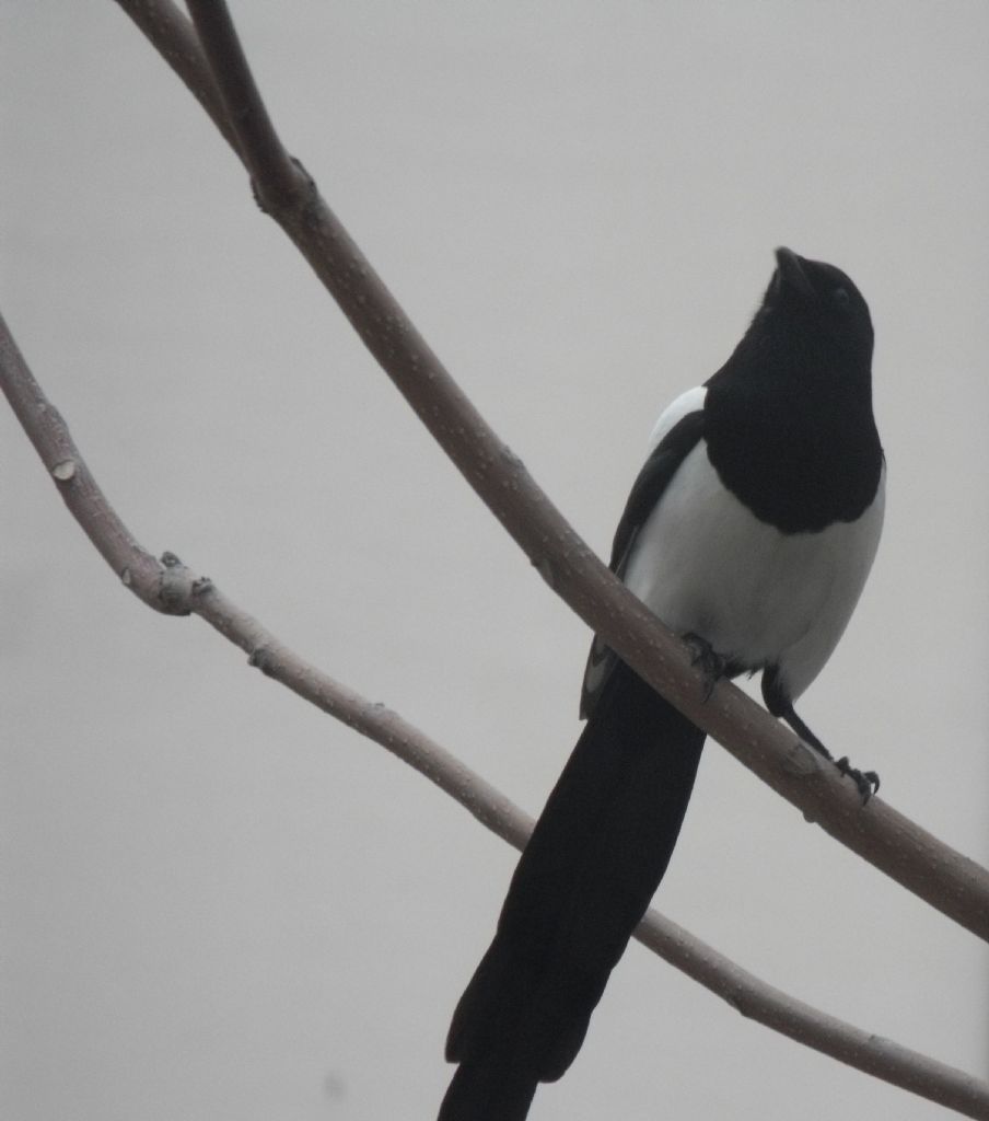 ba��n� dik tut