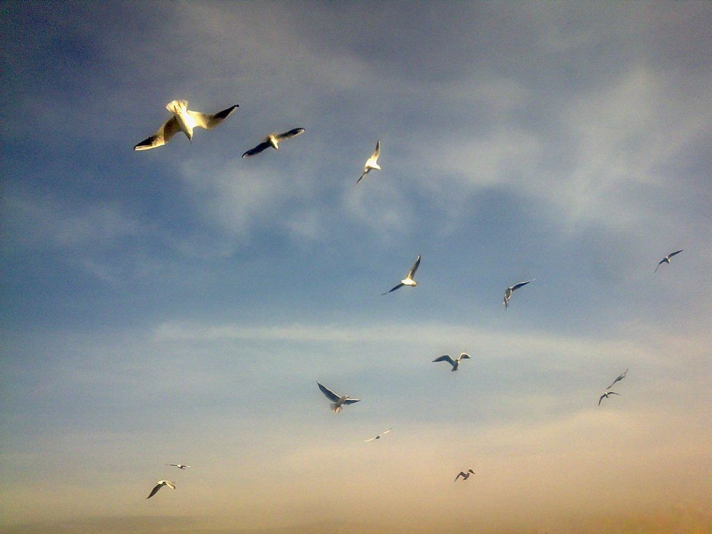 mart�lar ve g�n�����