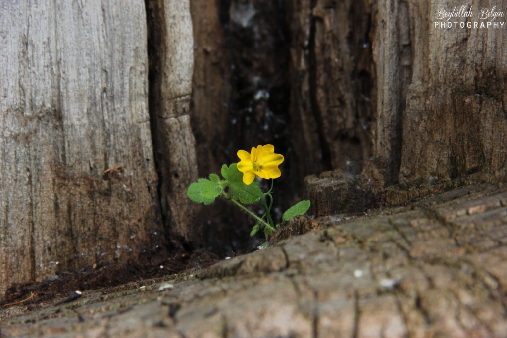 omuz omuza bir hayat...