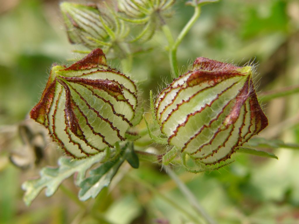 bizim lkemizden bir gzellik