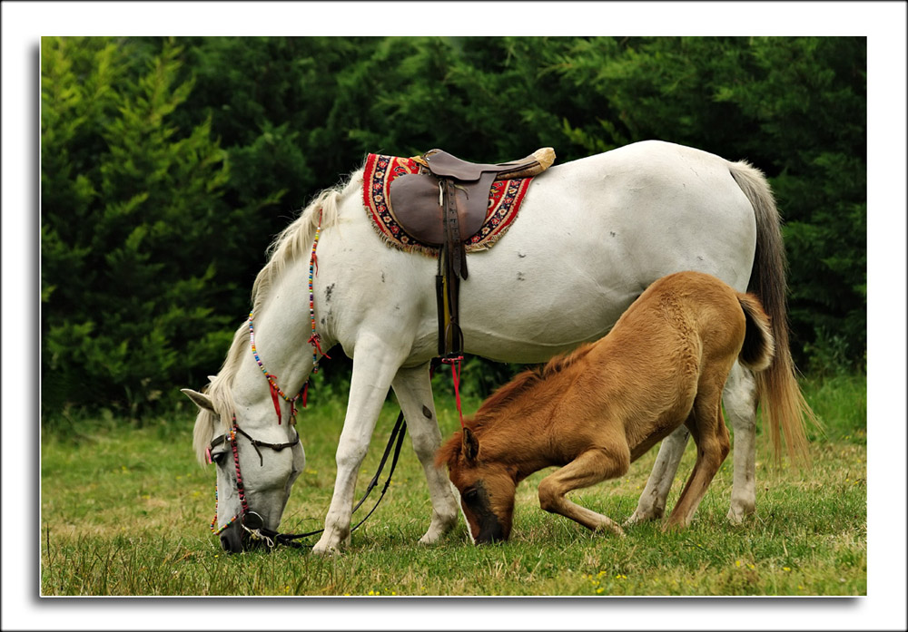 Tay ve Annesi