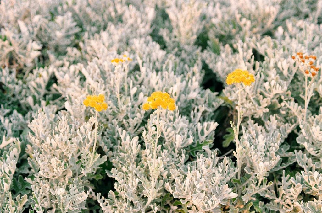 MERCE��N �N�