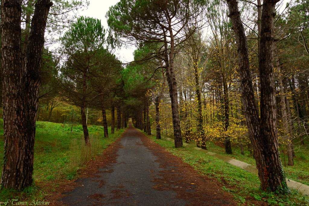 Sonbahar ve renkleri 2