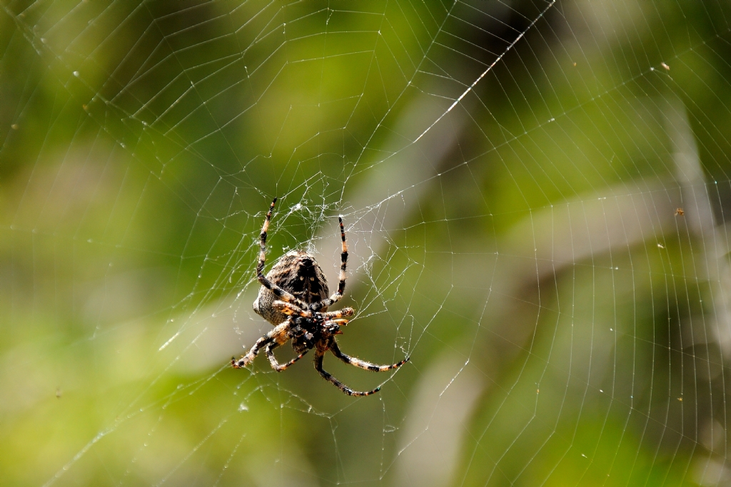 a�lar �r�l�rken