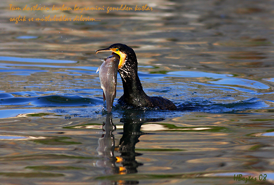 Siz Deerli NF dostlarma sevgilerimle