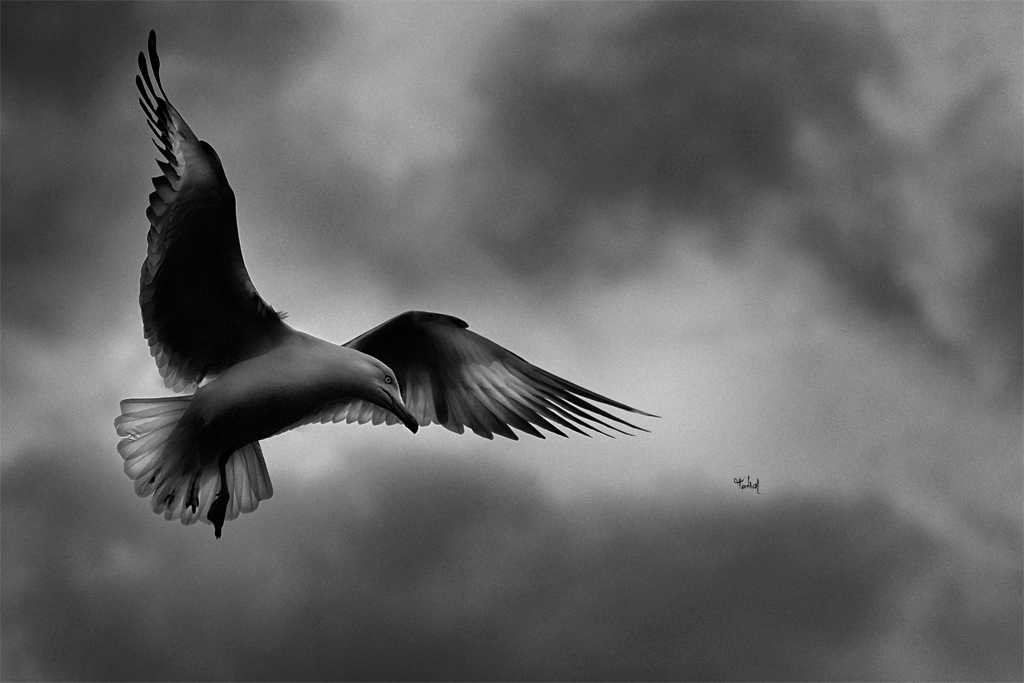 the bird of istanbul