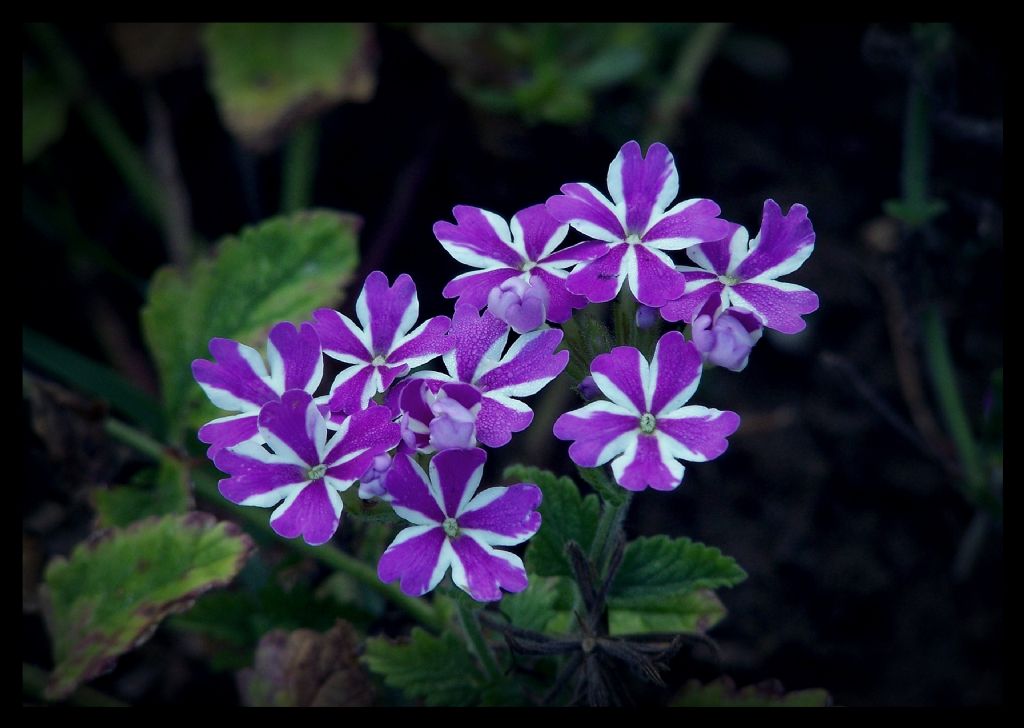 �i�ek Kokusu 3..