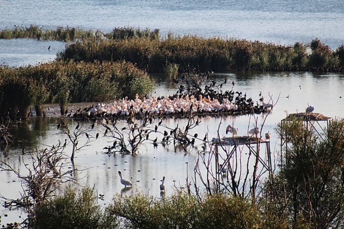 Manyas Ku� Cenneti 