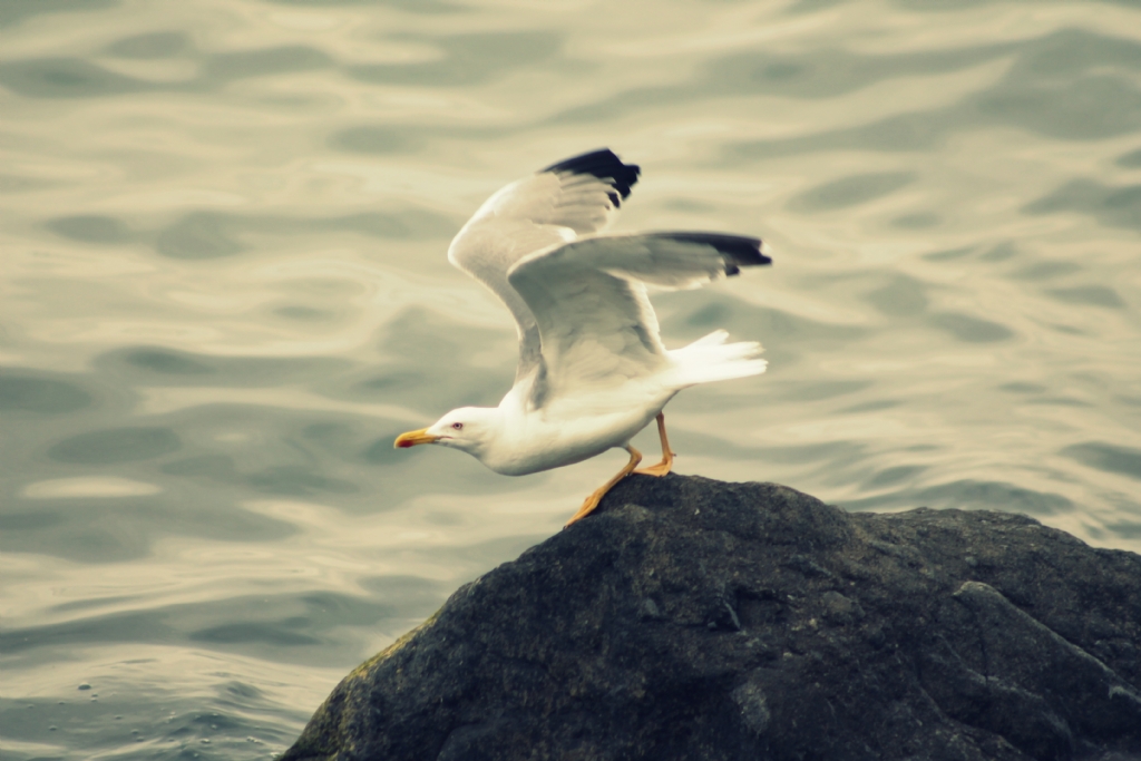 Faruk Fayzin Amcaya...