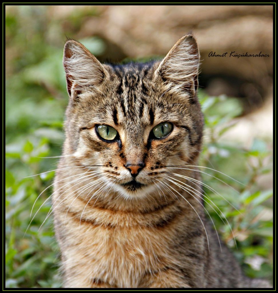 Bir Kedinin Portresi