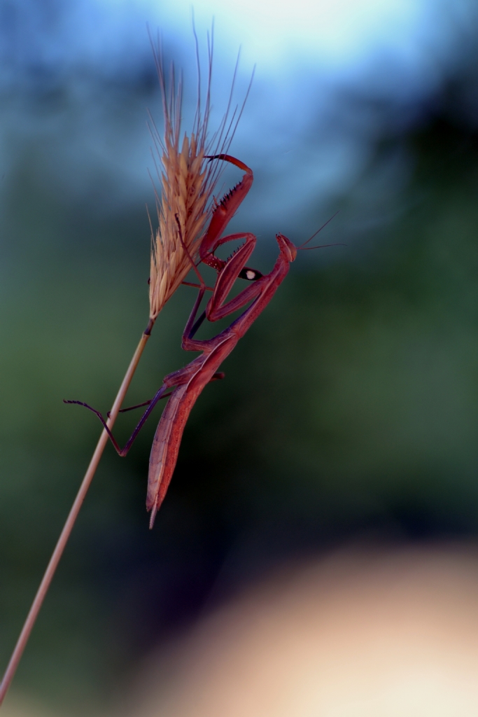 Praying Mantis