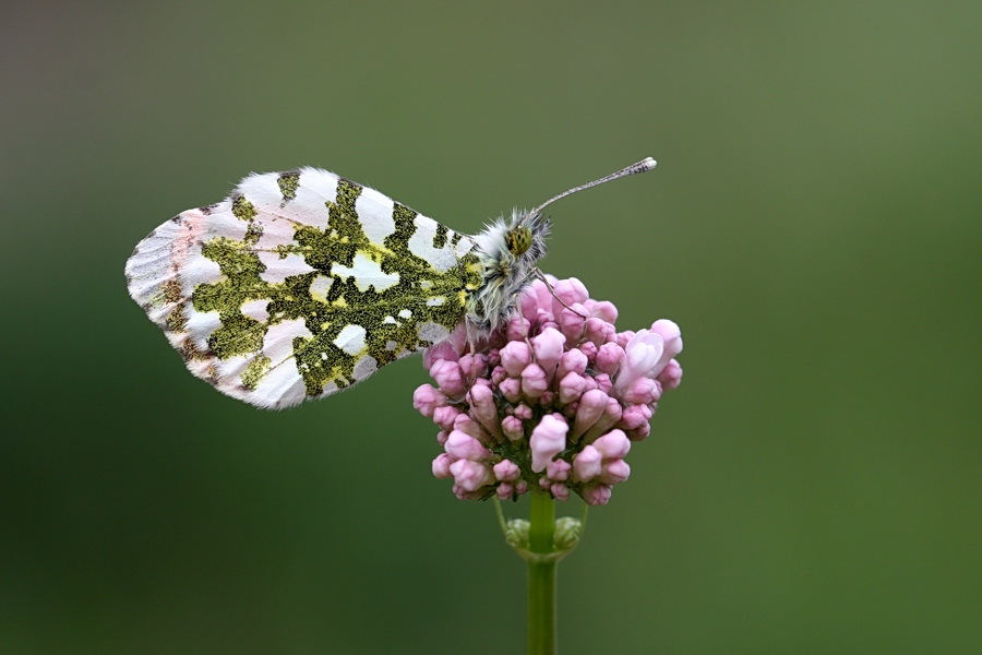 Turuncu Ssl (Anthocharis Cardamines)