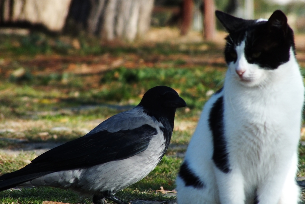 Fenerbah�e Park�nda Siyah Beyaz