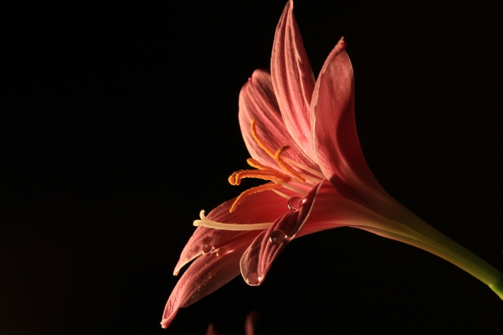 Sana Uzanan Dallar�m...