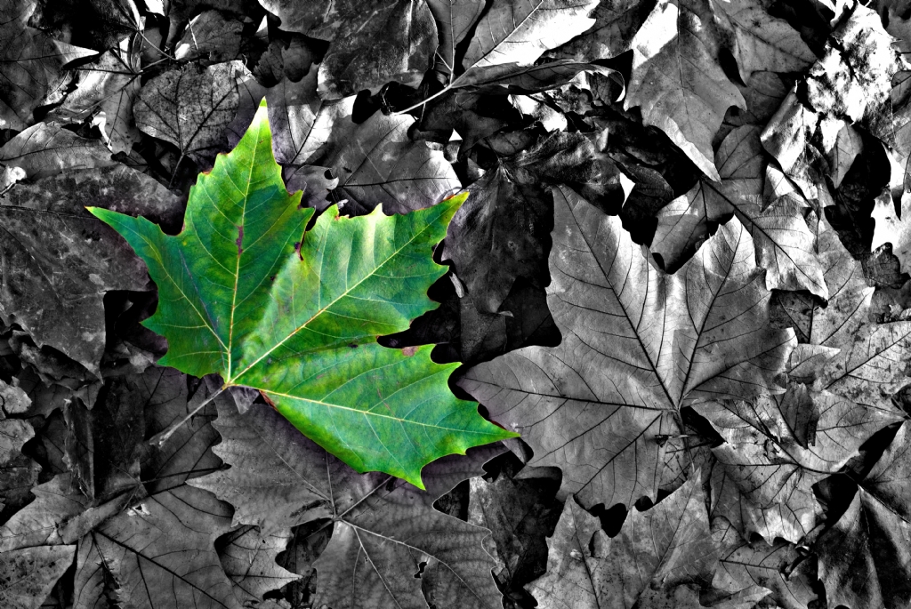 Sol bahar�n son demleri