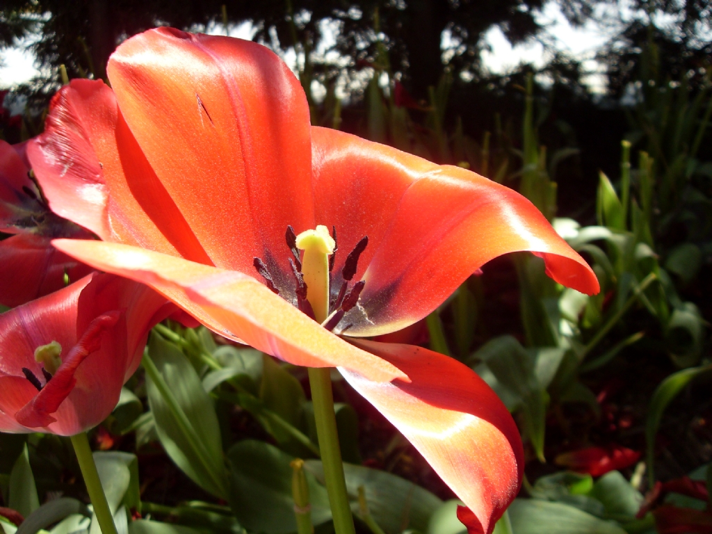 ipeksi g�r�n�m