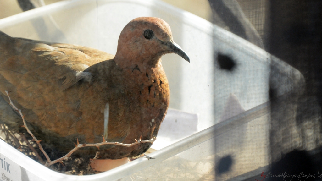 Diken stnde oturmak...