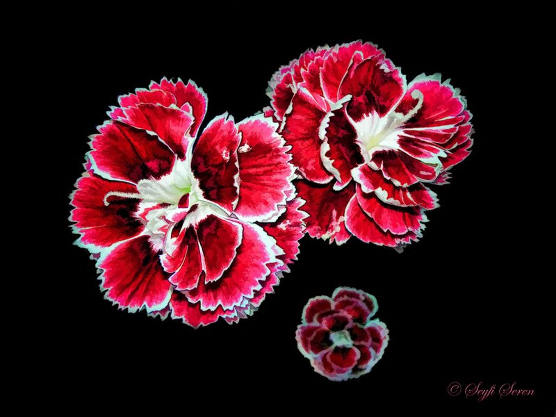 karanfil kokusu . . .