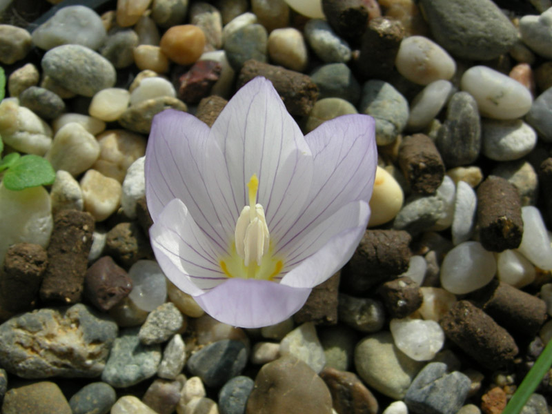 Crocus kotschyanus subsp. kotschyanus 