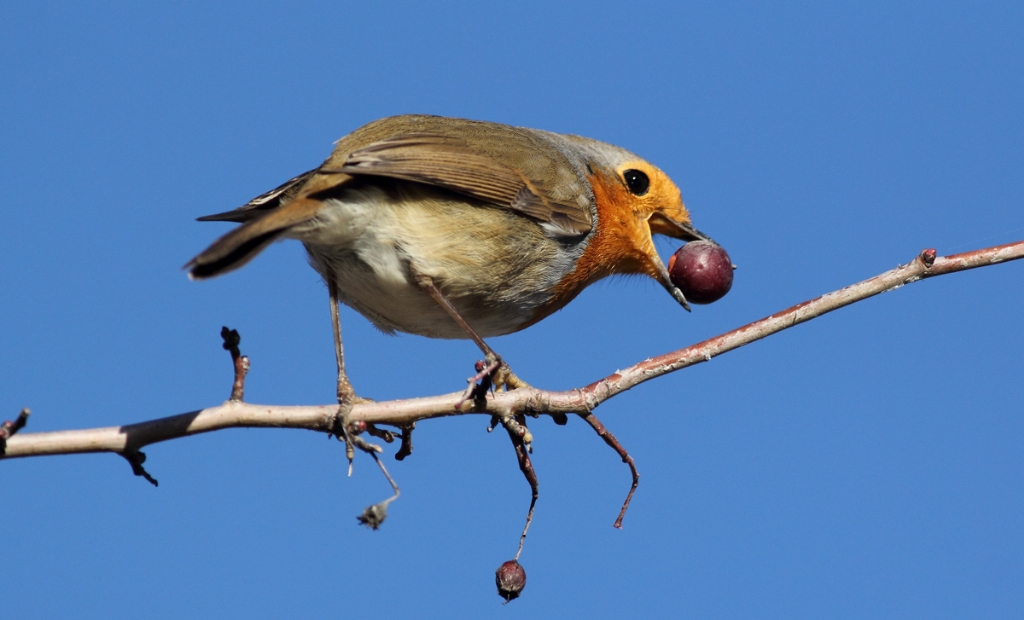 Erithacus rubecula