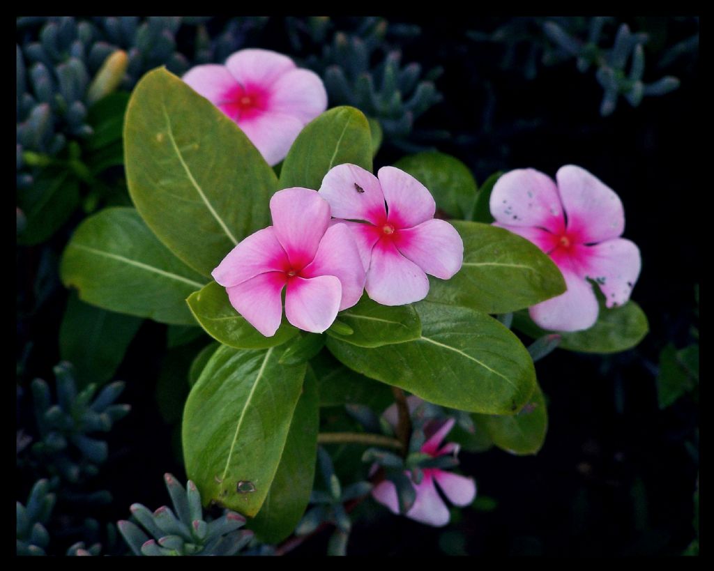 �i�ek Kokusu 4..