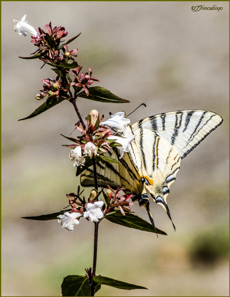 Erik K�rlang��kuyruk