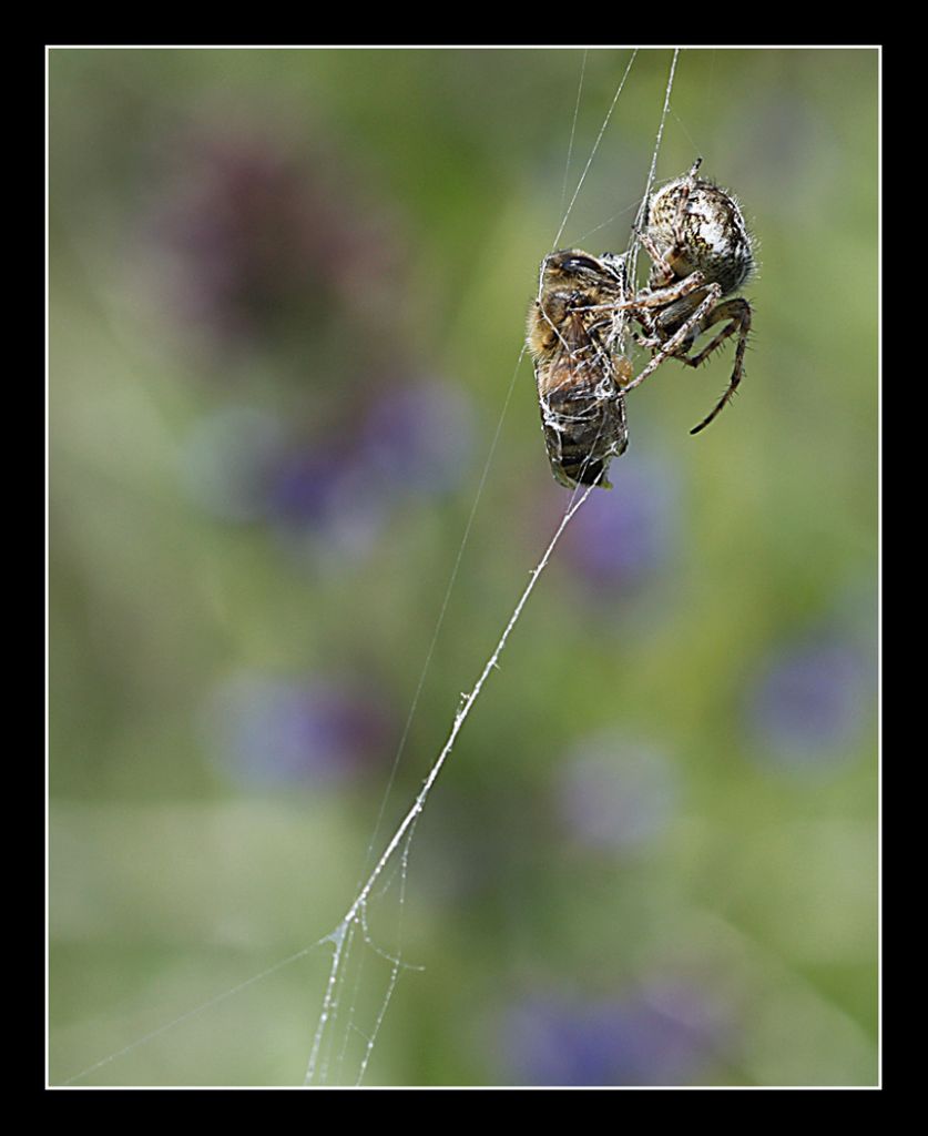 Diyet Listesi(kahvalt)