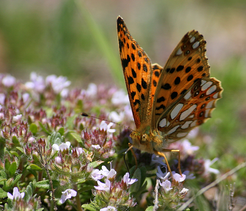 �i�ekler �zerinde ..