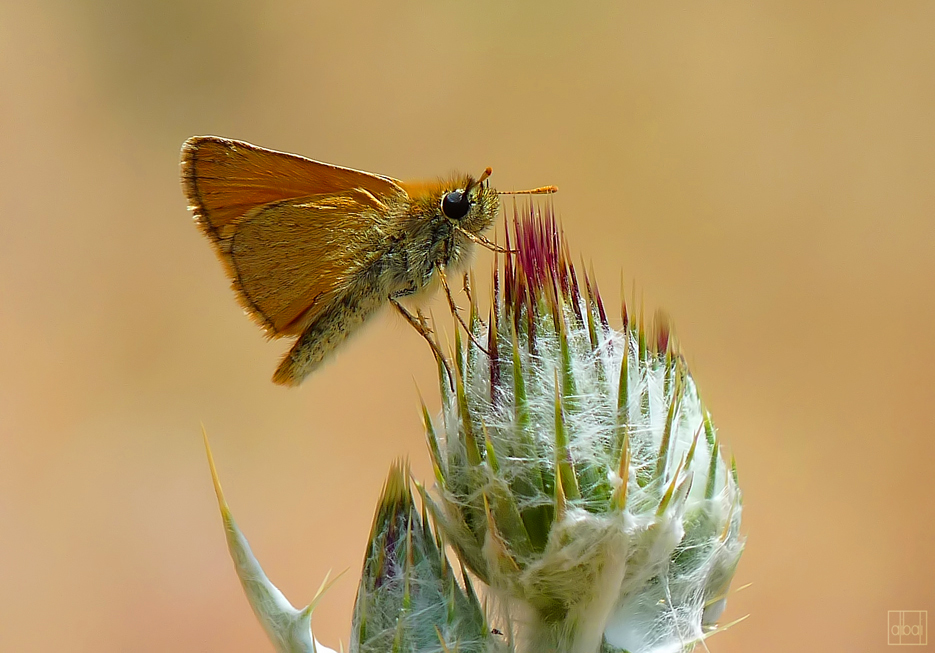 sar antenli zpzp