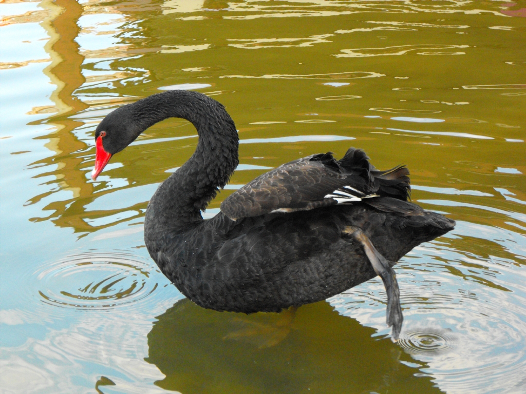 BlackSwan