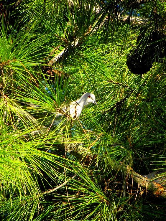 �amlar�n aras�ndaki kumru