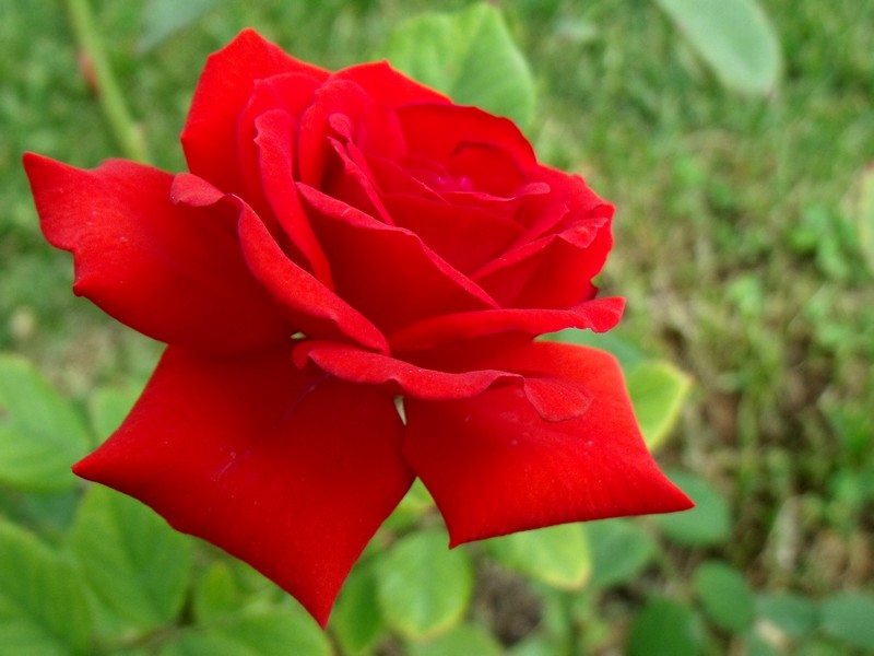 KURBAN BAYRAMINIZ MBAREK OLSUN.