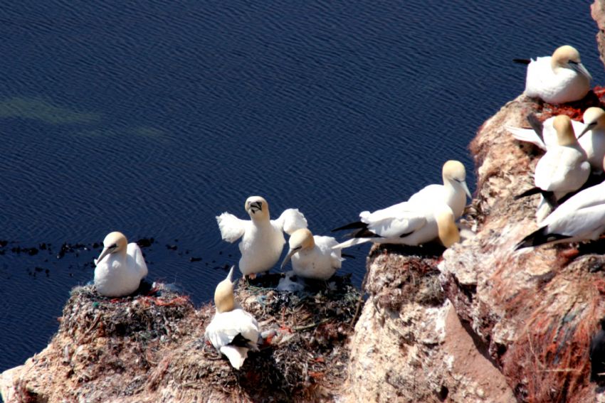 helgoland adasi -Almanya