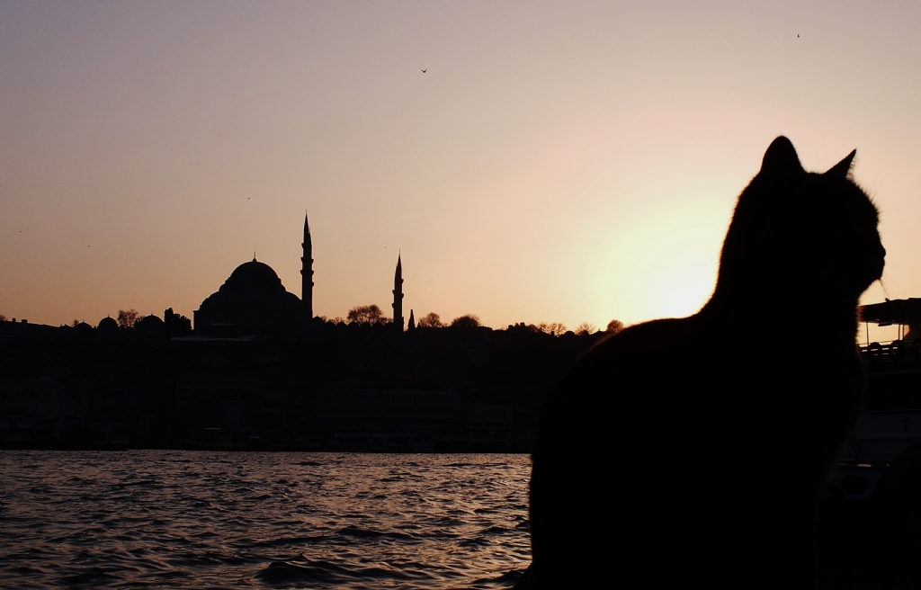 Hali ve Balksever Kedi