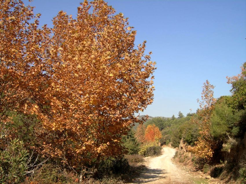 Sonbaharda bir kr yolu