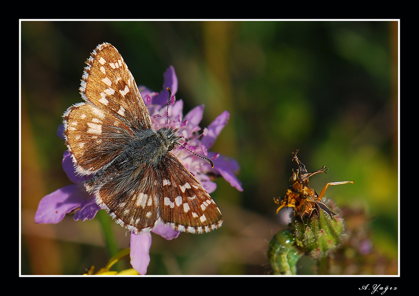 Gzel zpzp cici zpzp :)