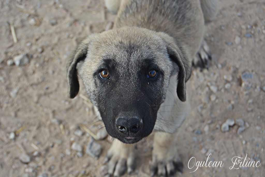 Yavru Kangal