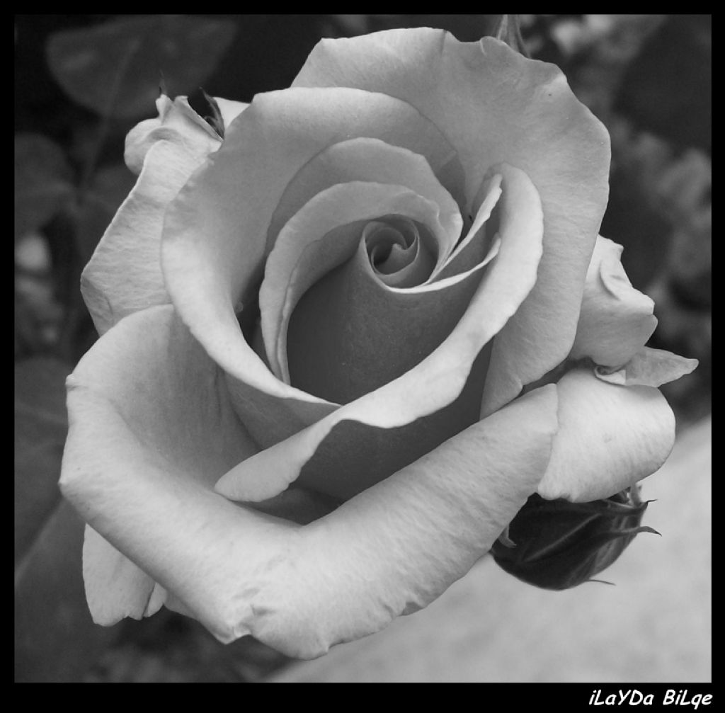 bayramnz mbarek olsun...