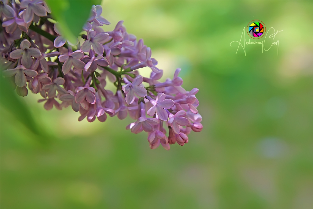 Leylak iei (lilac flower)