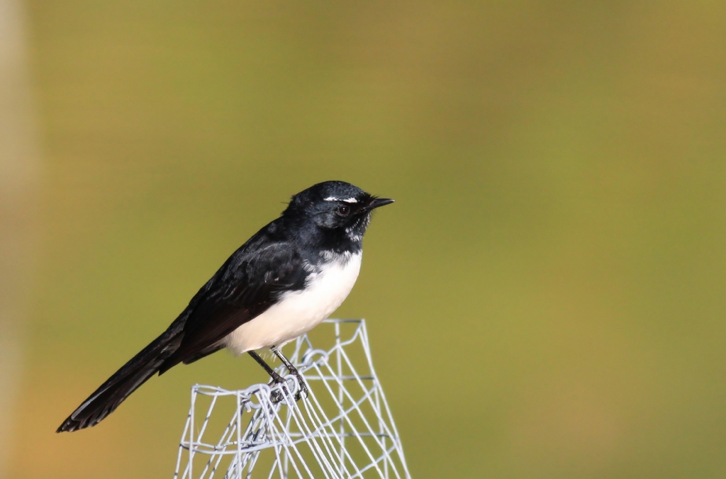 willie wagtail