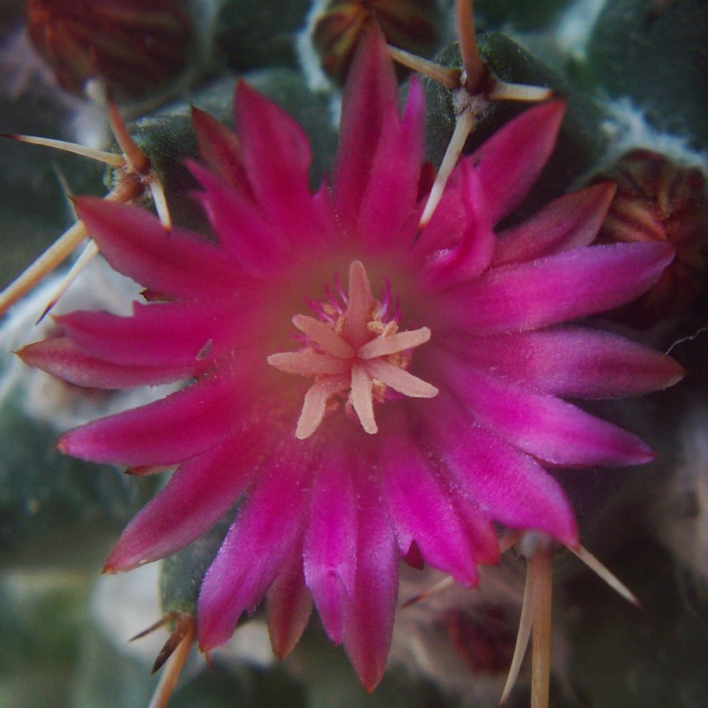 Fractal Magenta Melancholy