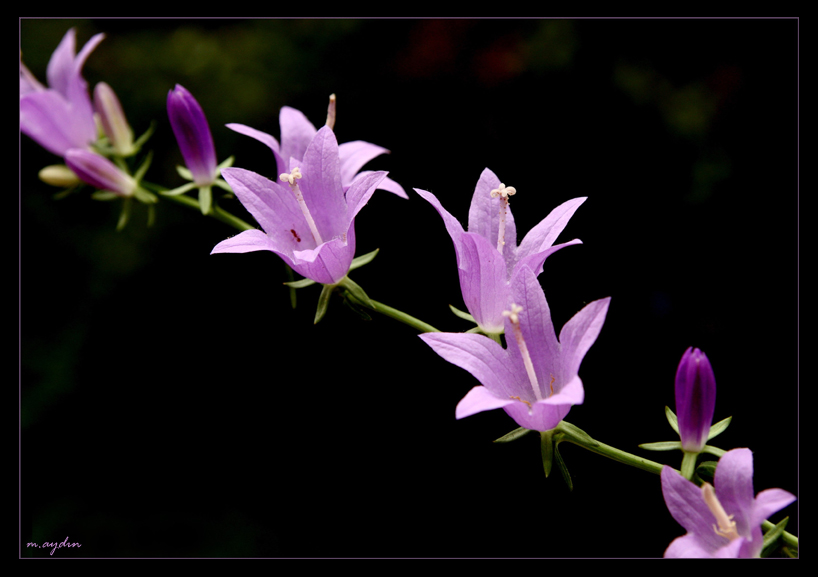 zincirleme gzellikler...